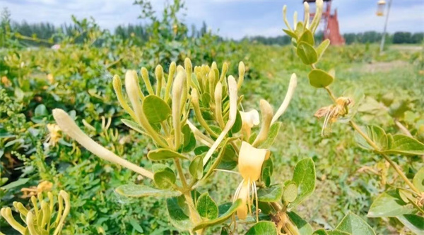 1720513502535151.jpg 圖2.jpg