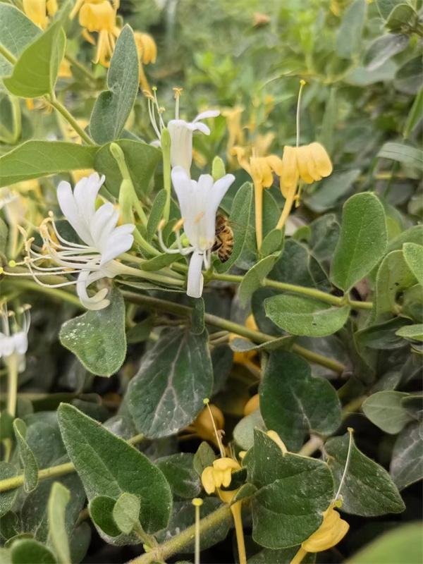 1720513510120325.jpg 圖3.jpg