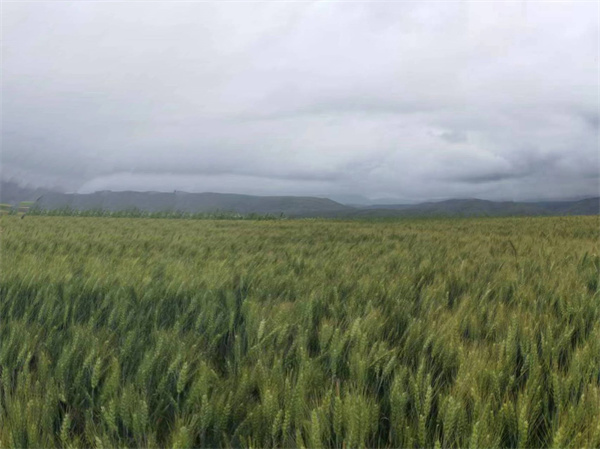 1722823314720555.jpg 圖1.jpg