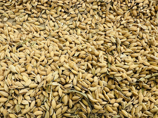 1732503733805090.jpg 圖4.jpg